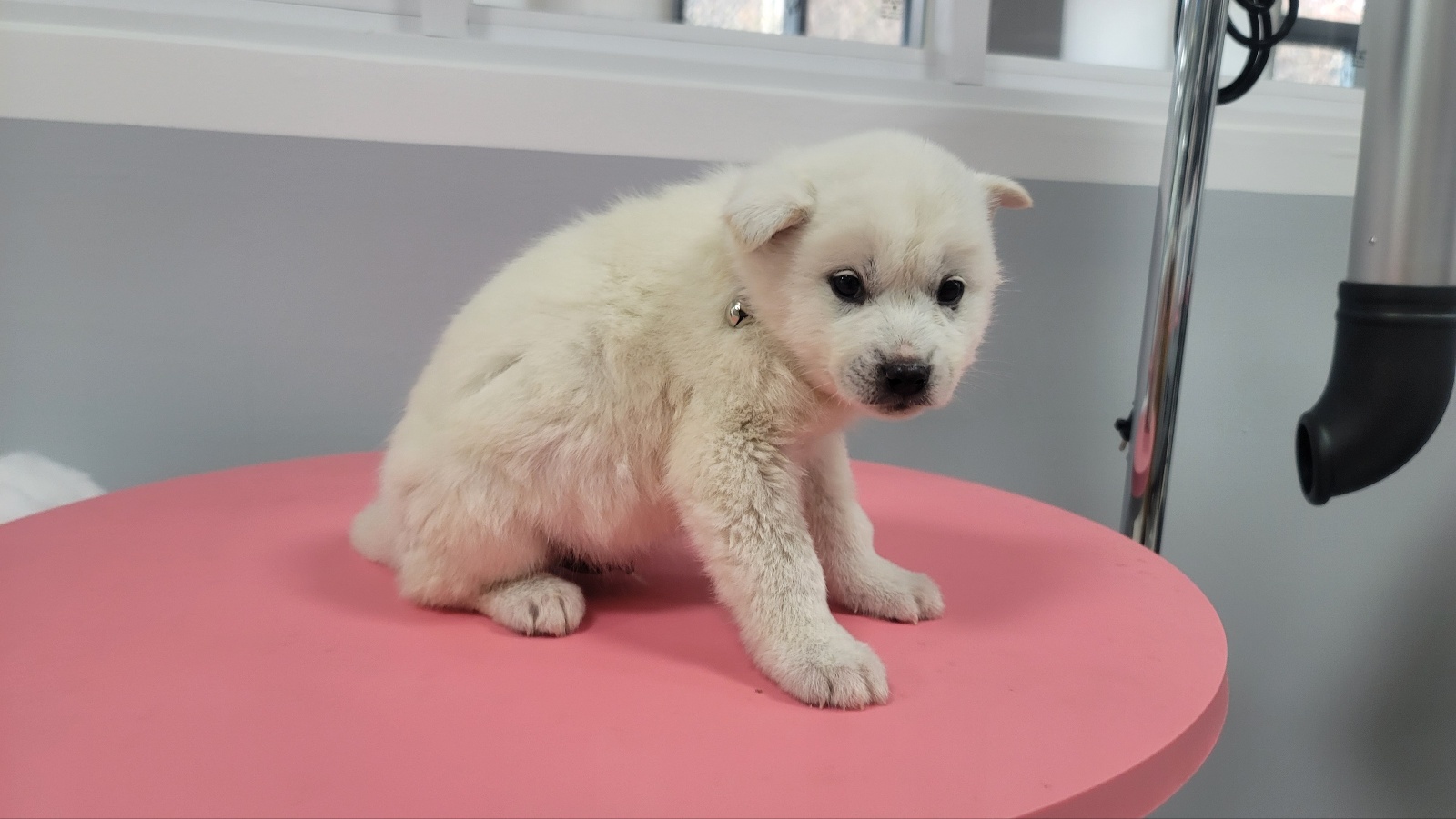 임실유기동물보호센터_445476202500011