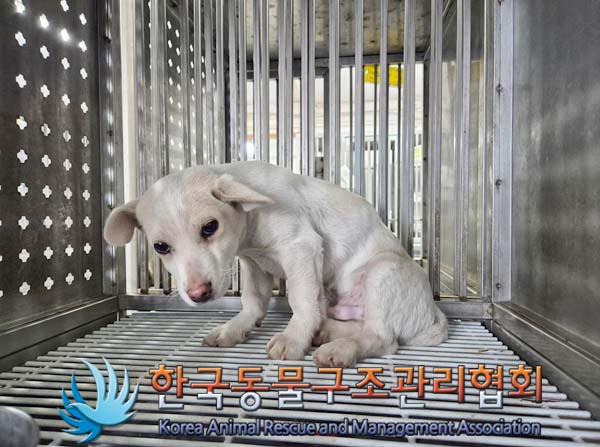 한국동물구조관리협회_441409202500035