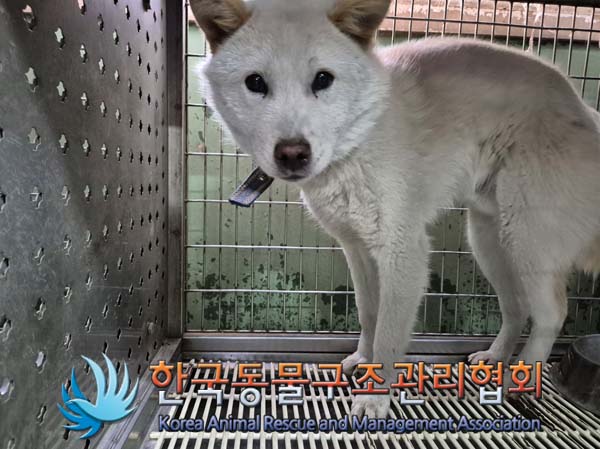 한국동물구조관리협회_441406202500022