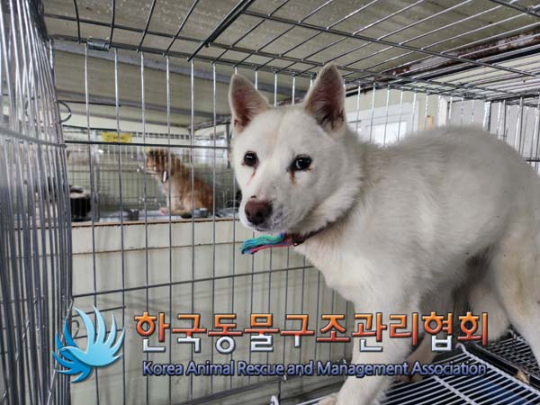 한국동물구조관리협회_441559202500023