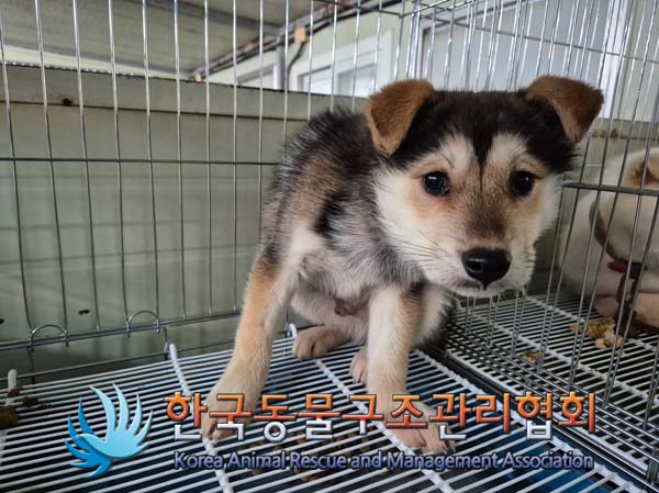 한국동물구조관리협회_441559202500026