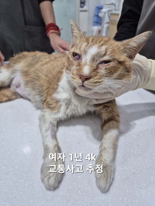 옥천동물병원_443443202500015