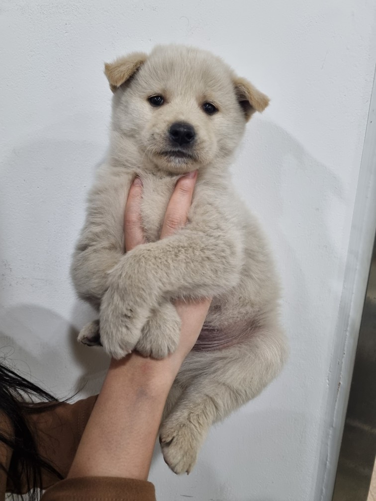 반려동물보호센터_443571202500028