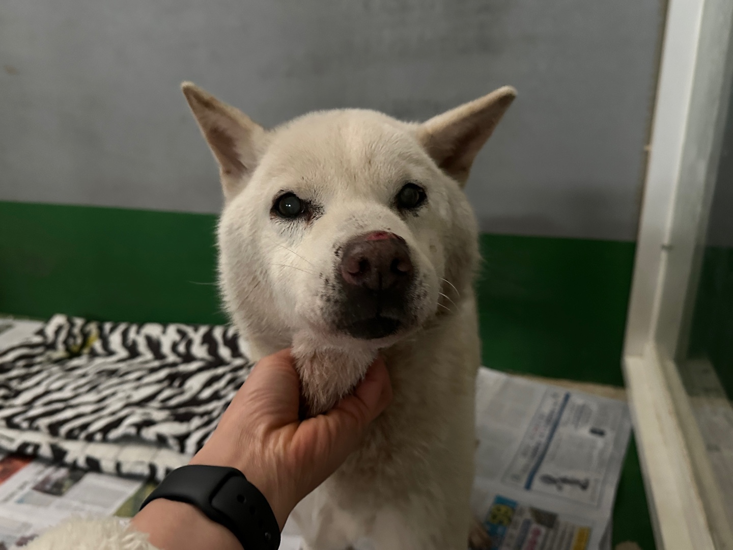 한국야생동물보호협회_441403202500001