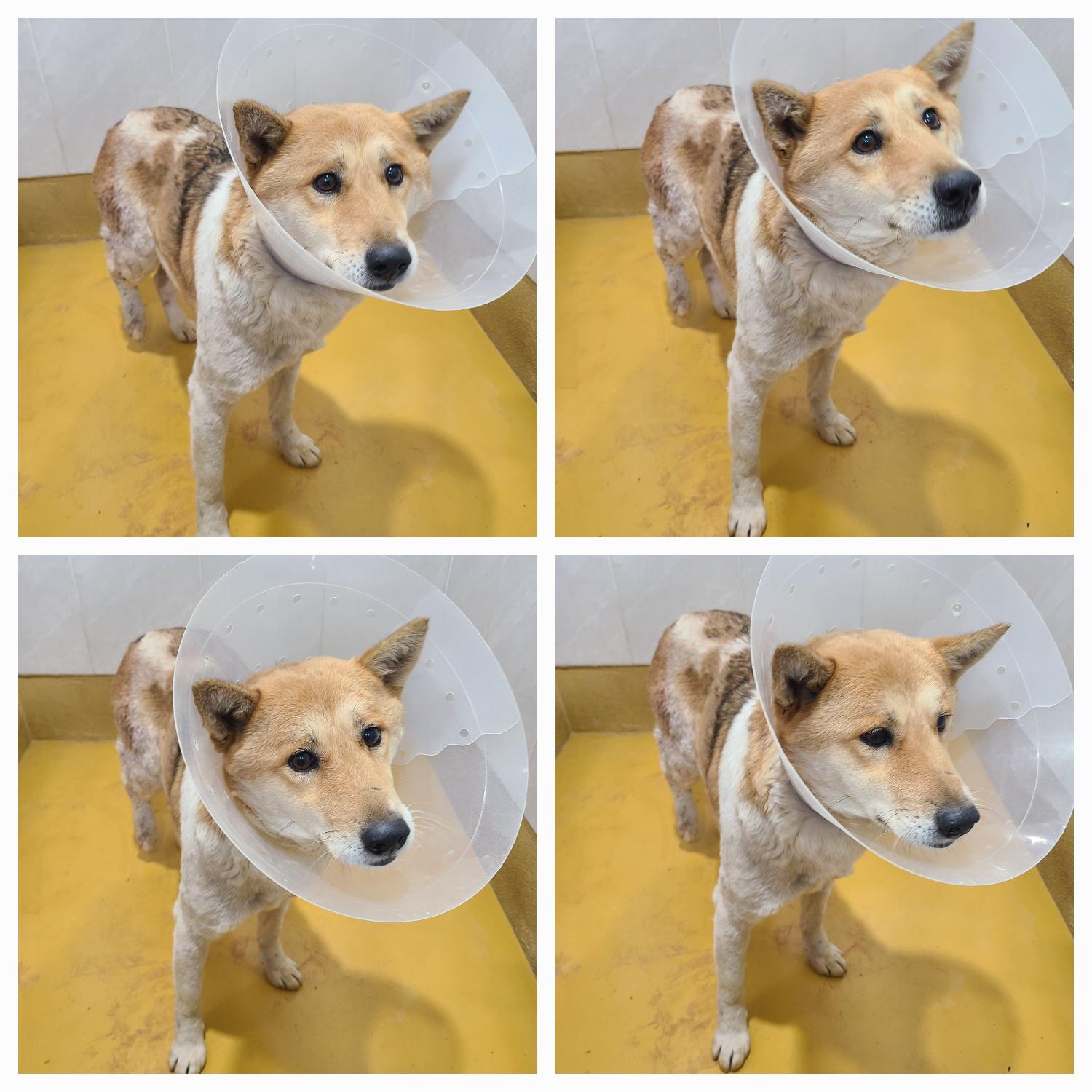 천안시 동물보호센터_444449202500012