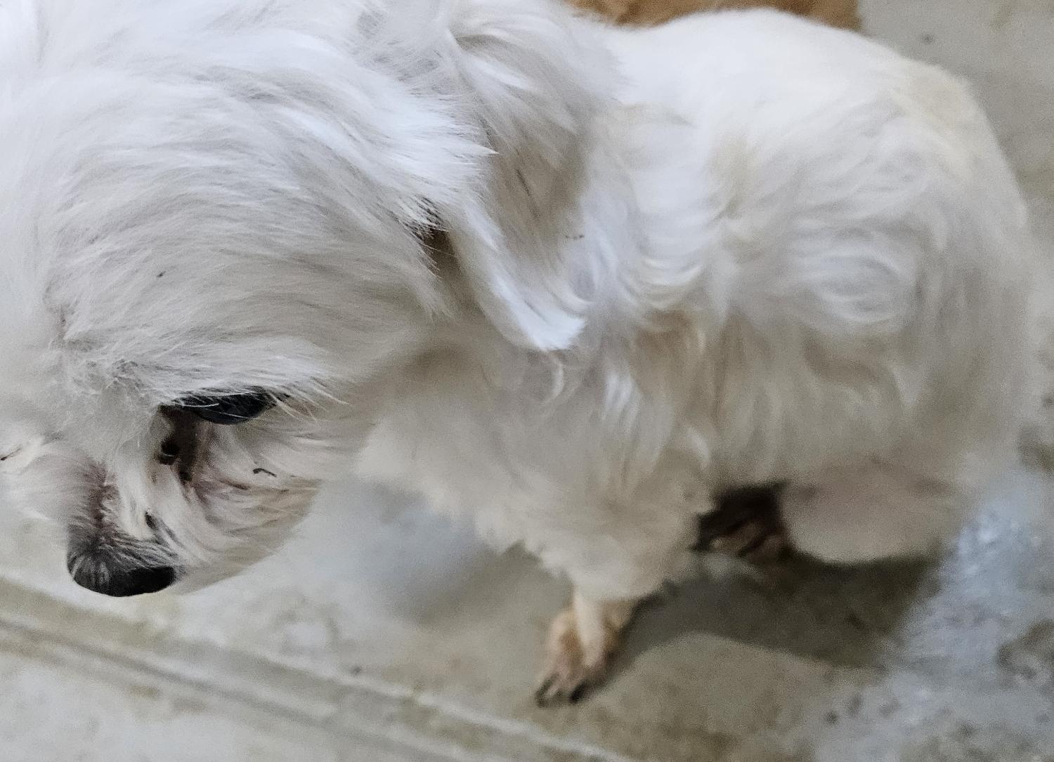 영덕유기동물보호센터_447518202500016