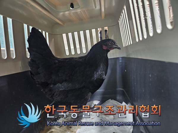 한국동물구조관리협회_411303202500002