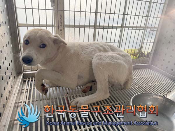 한국동물구조관리협회_441409202500036