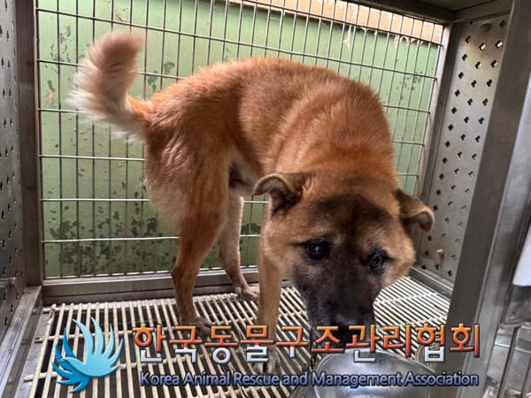 한국동물구조관리협회_441559202500037