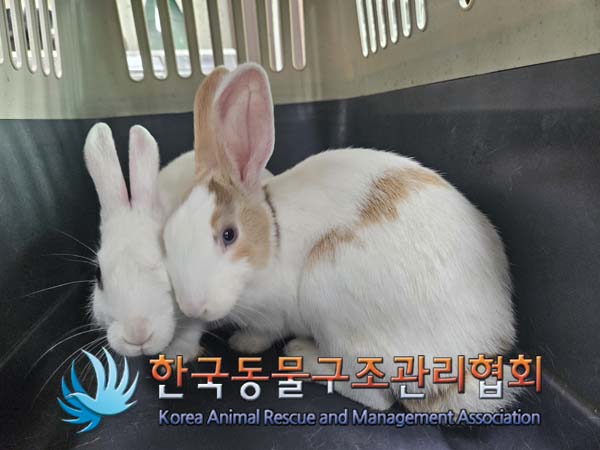 한국동물구조관리협회_411318202500003
