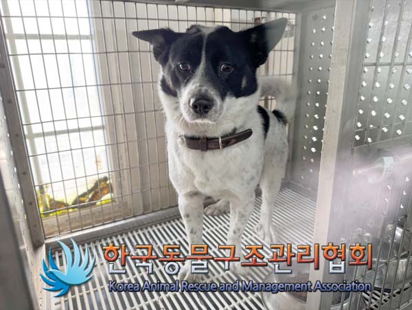 한국동물구조관리협회_441406202500027