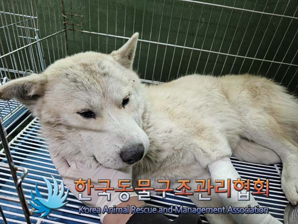 한국동물구조관리협회_441414202500007