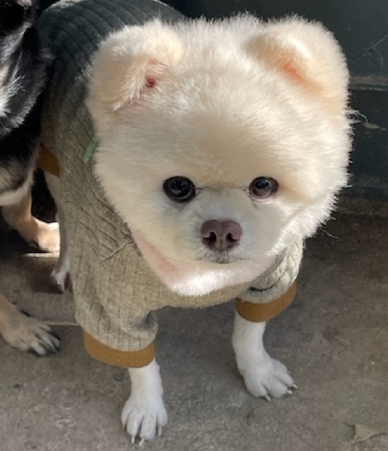 예산임시동물보호센터_444461202500005