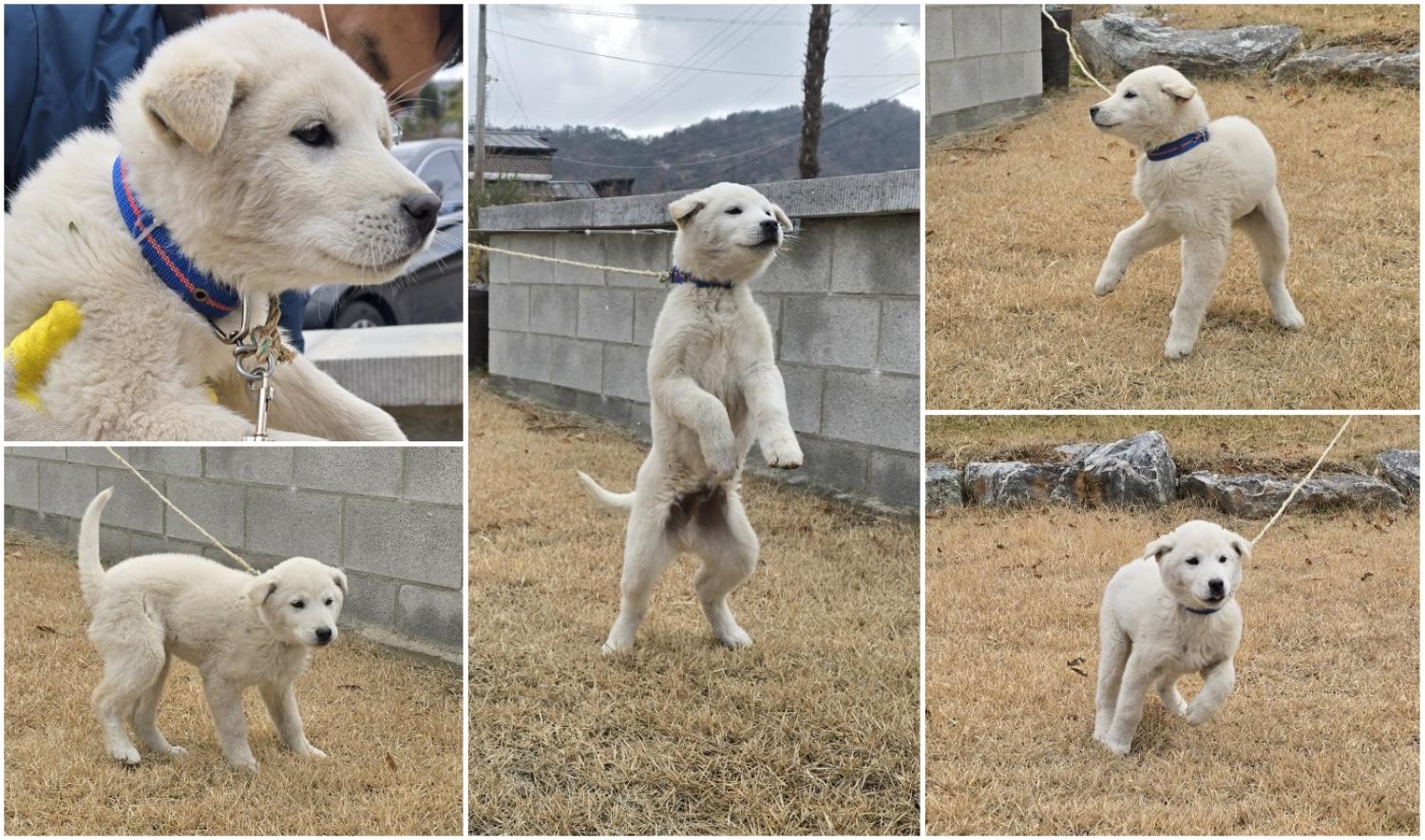 무안군유기동물보호소_446495202500018