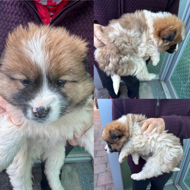 당진시동물보호소_444568202500027