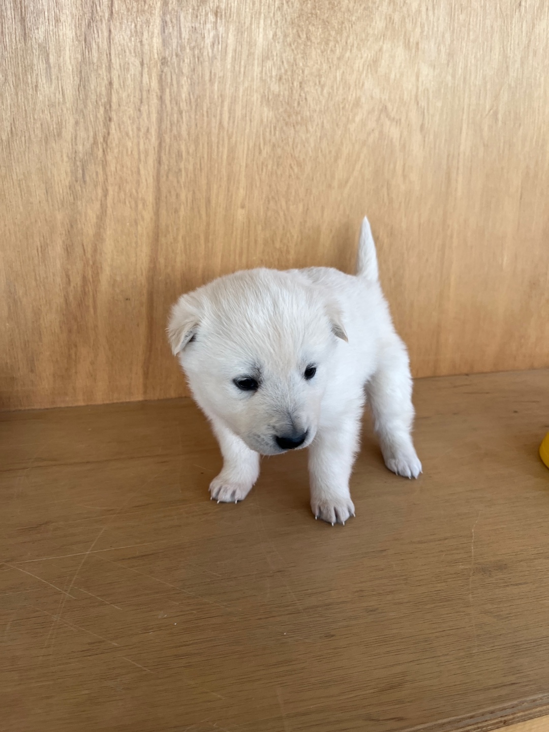 보호중 믹스견의 가…