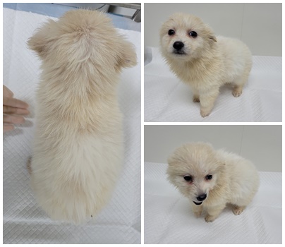 논산시 동물보호센터_444454202500038