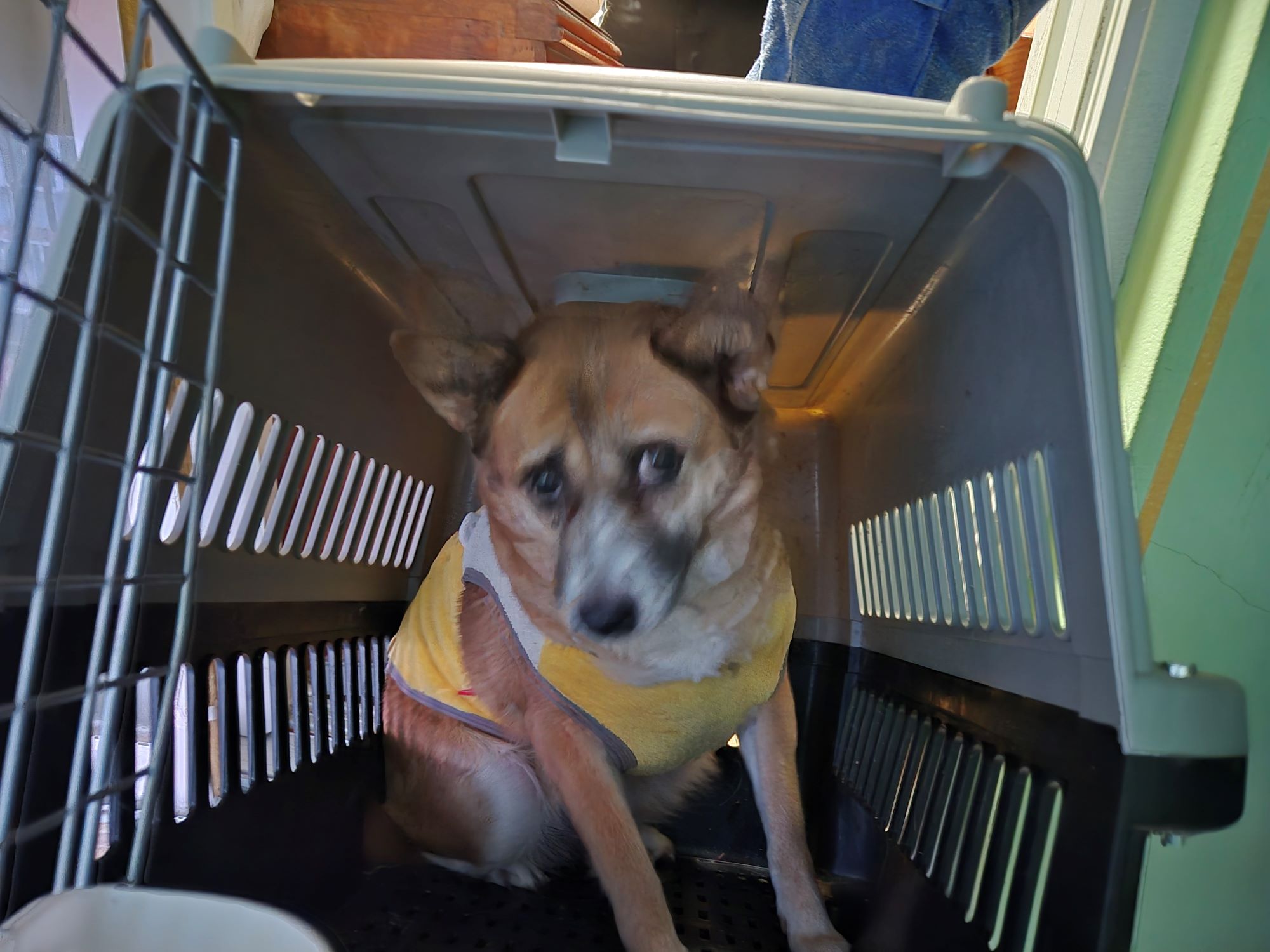 하나동물병원_445470202500021