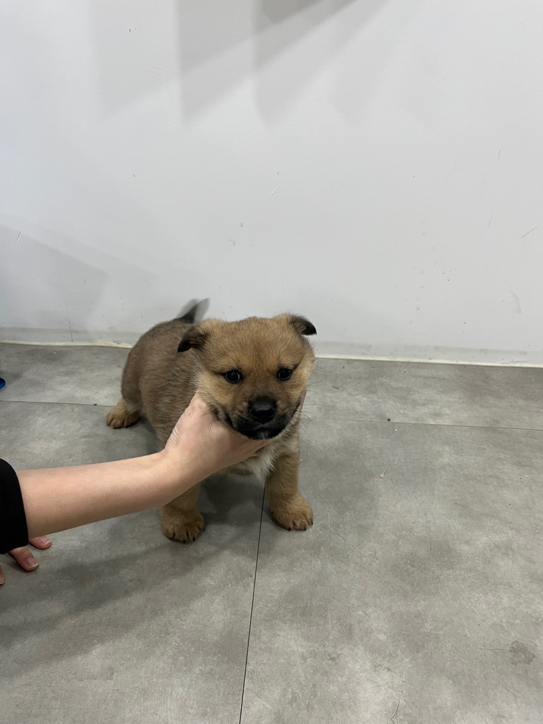디디동물병원_428357202500024
