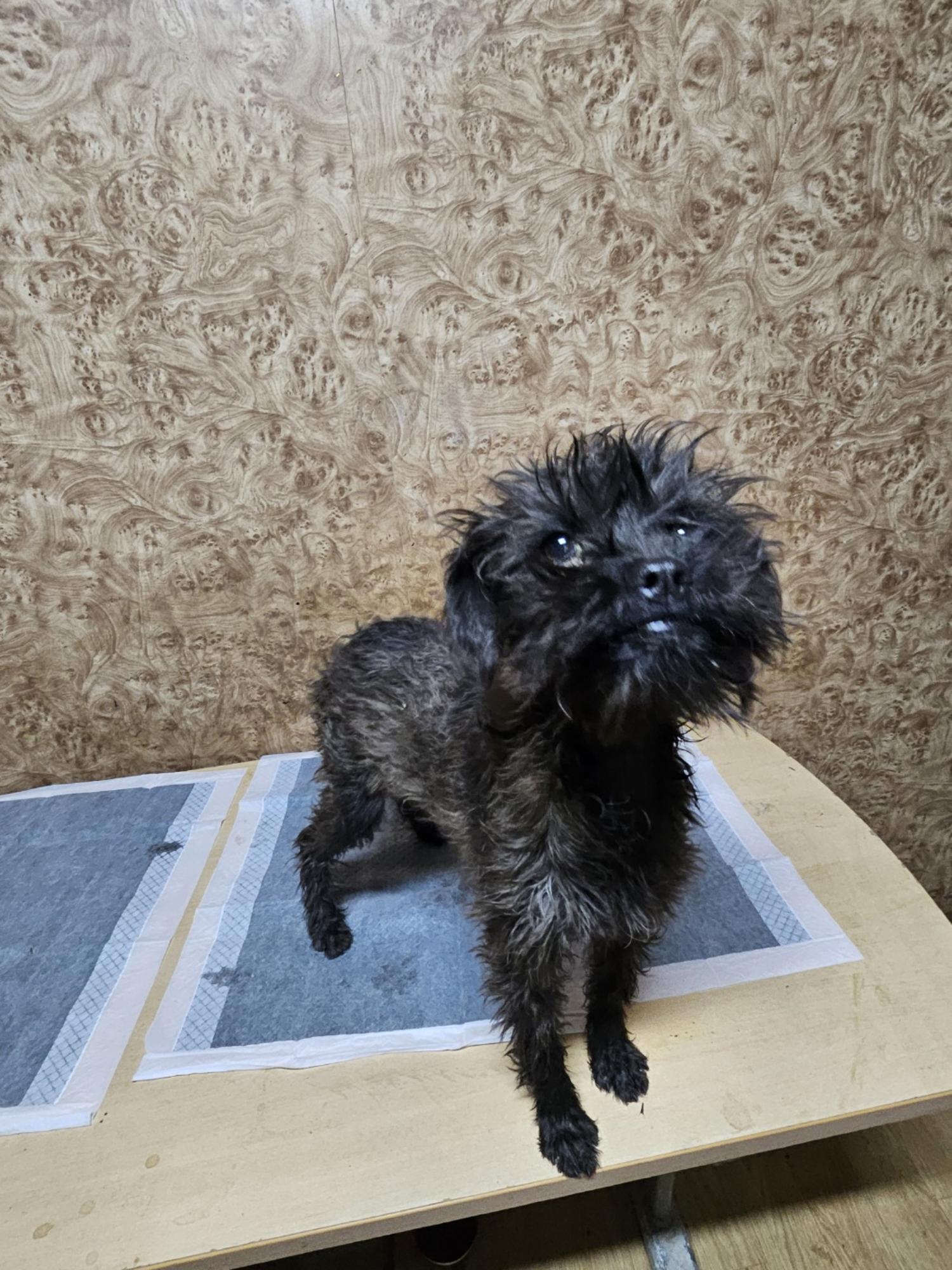 순천시유기동물보호소_446482202500019