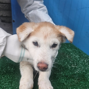 제주 동물보호센터_450650202500136