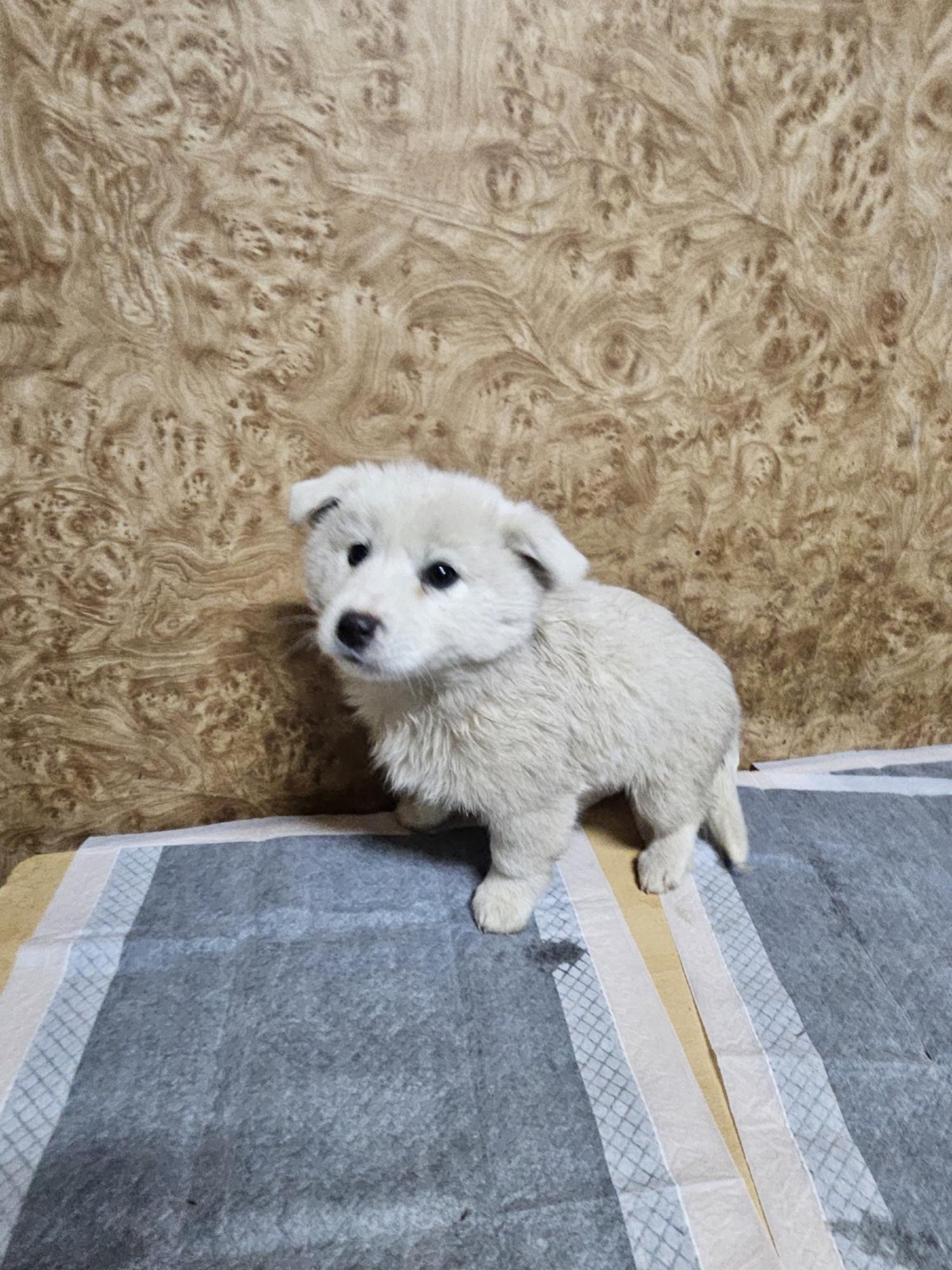 순천시유기동물보호소_446482202500021