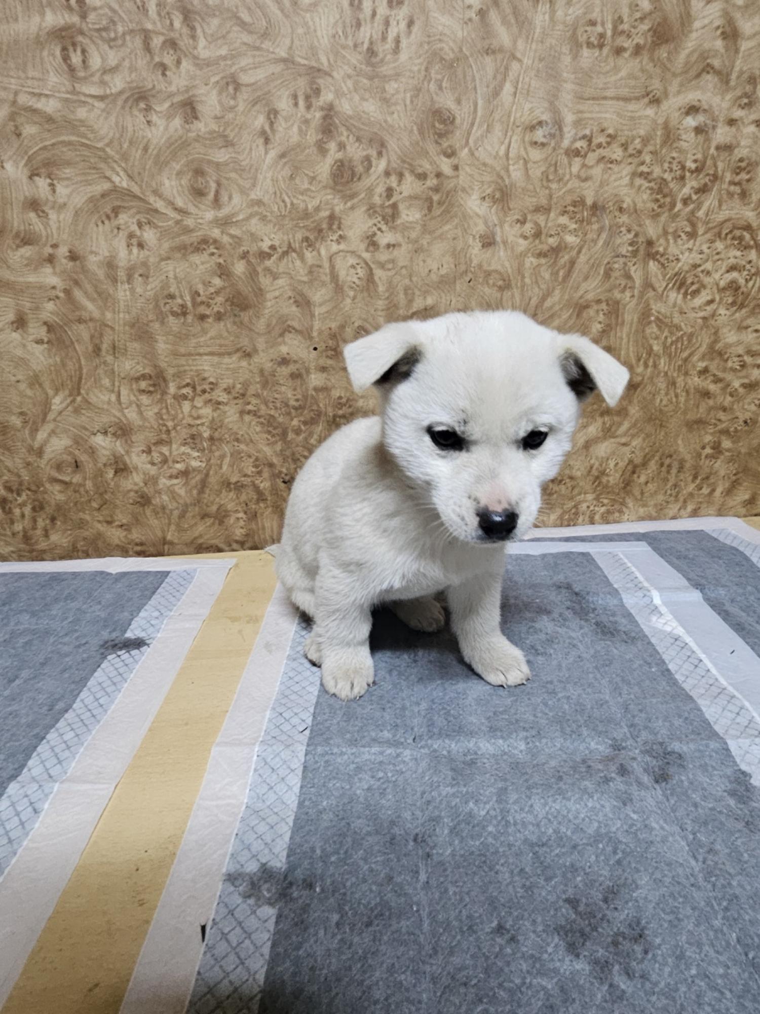 순천시유기동물보호소_446482202500023