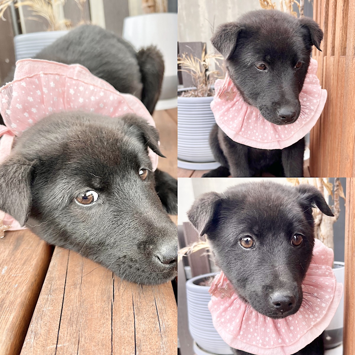 경주동물사랑보호센터_447505202500044