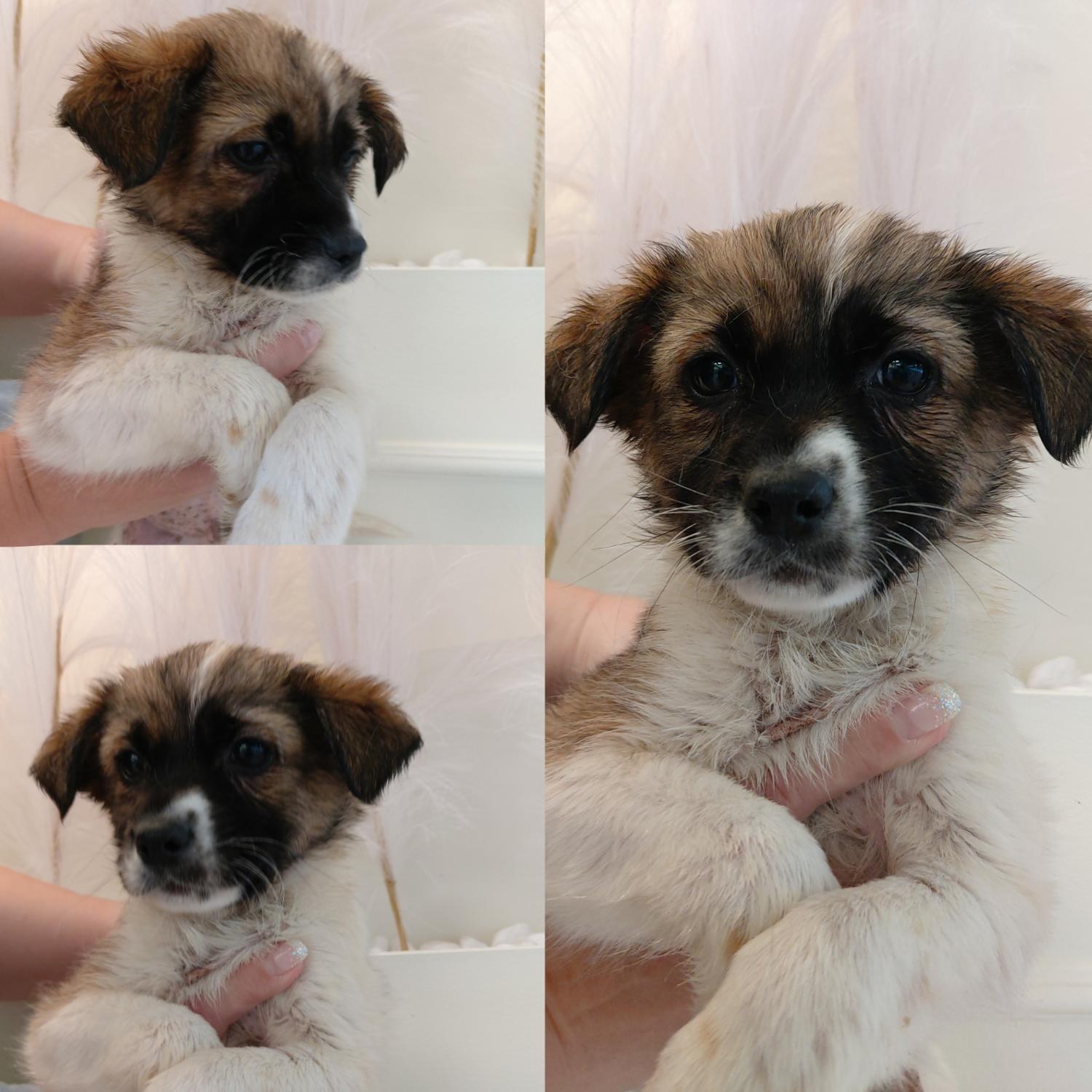 경주동물사랑보호센터_447505202500028