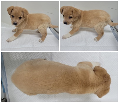 논산시 동물보호센터_444454202500047