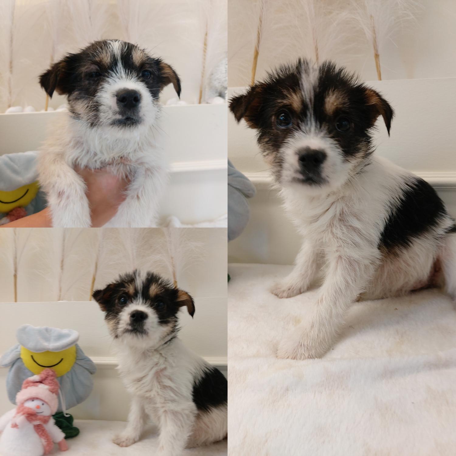 경주동물사랑보호센터_447505202500029