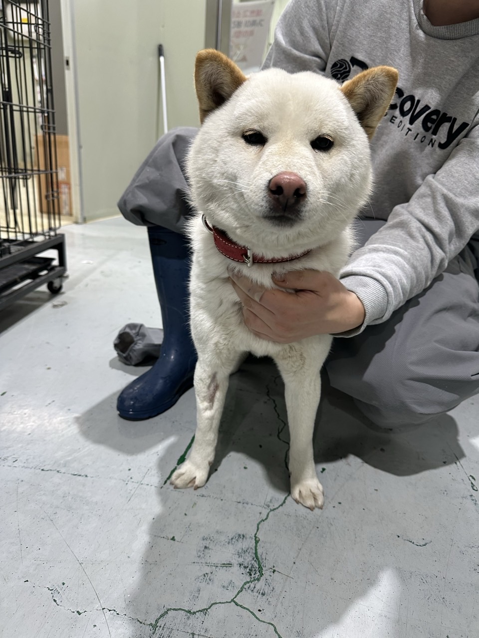 남양주시동물보호센터_441399202500035