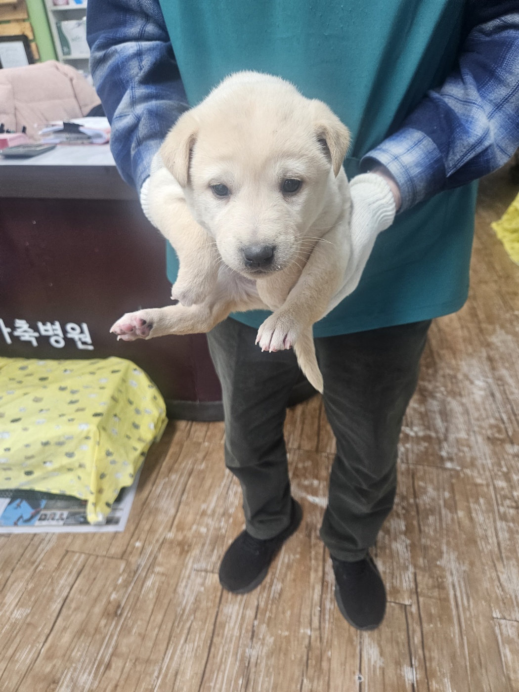 정선가축병원_442429202500015