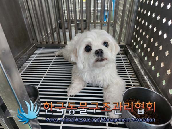 한국동물구조관리협회_441559202500038