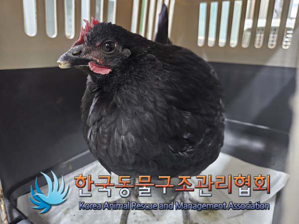 한국동물구조관리협회_411306202500006