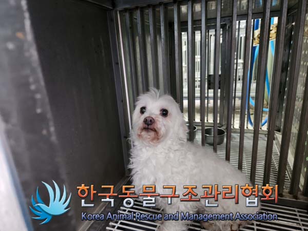 보호중 말티즈의 가…