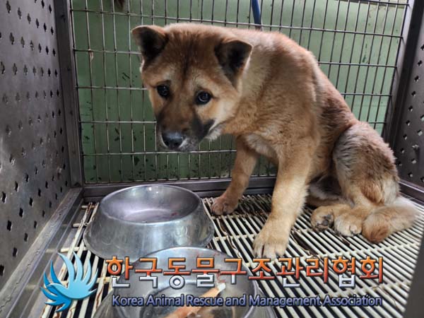 한국동물구조관리협회_411311202500005