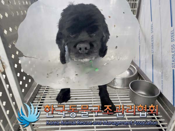 종료(반환) 믹스견…
