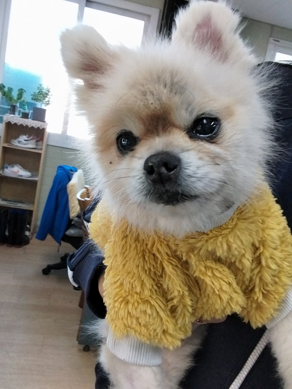 거제시유기동물보호소_448537202500023