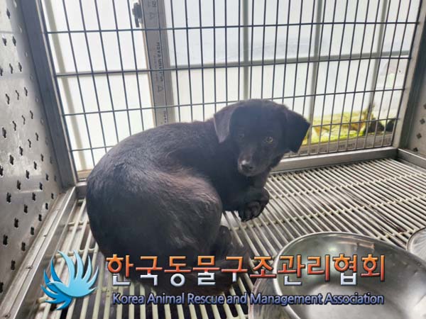 한국동물구조관리협회_441406202500030