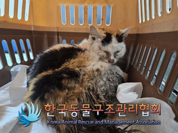 한국동물구조관리협회_441560202500032