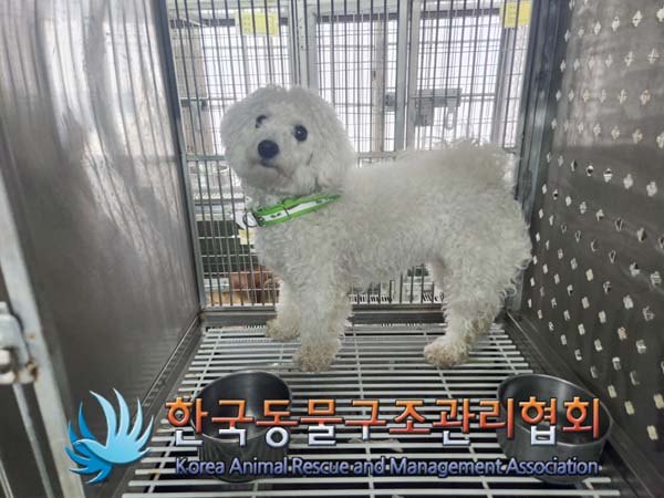 종료(반환) 비숑 …