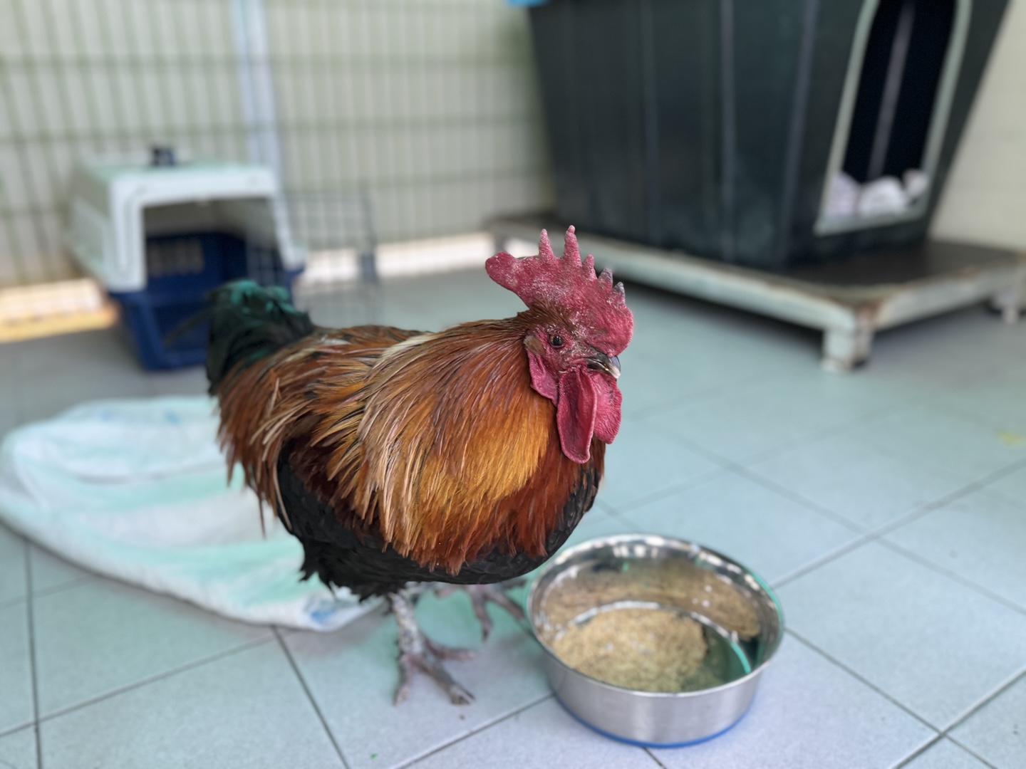 (사)영일동물플러스_447502202500027