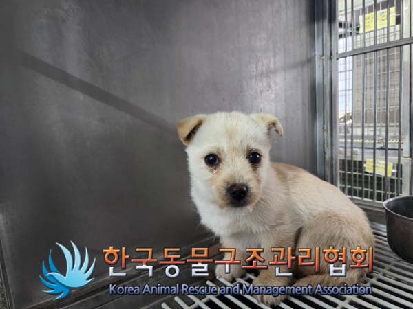 한국동물구조관리협회_441560202500034