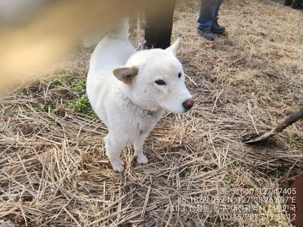 대전동물보호센터_430364202500012