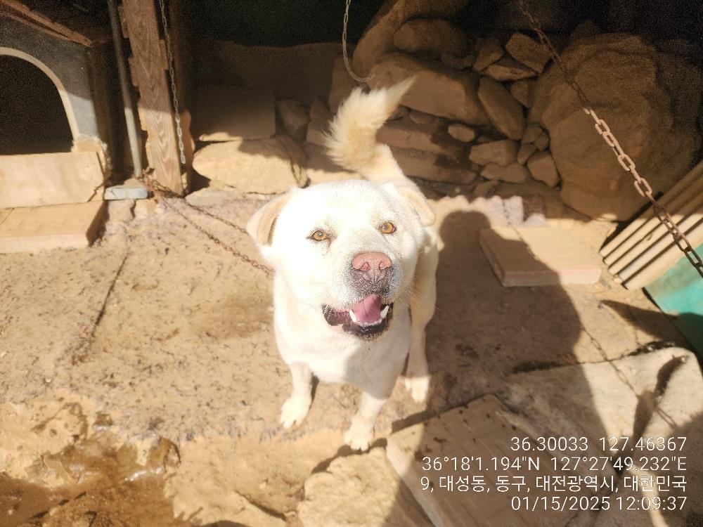 대전동물보호센터_430364202500010