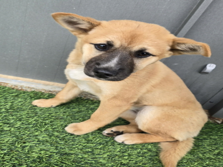 원주시동물보호센터_442419202500017