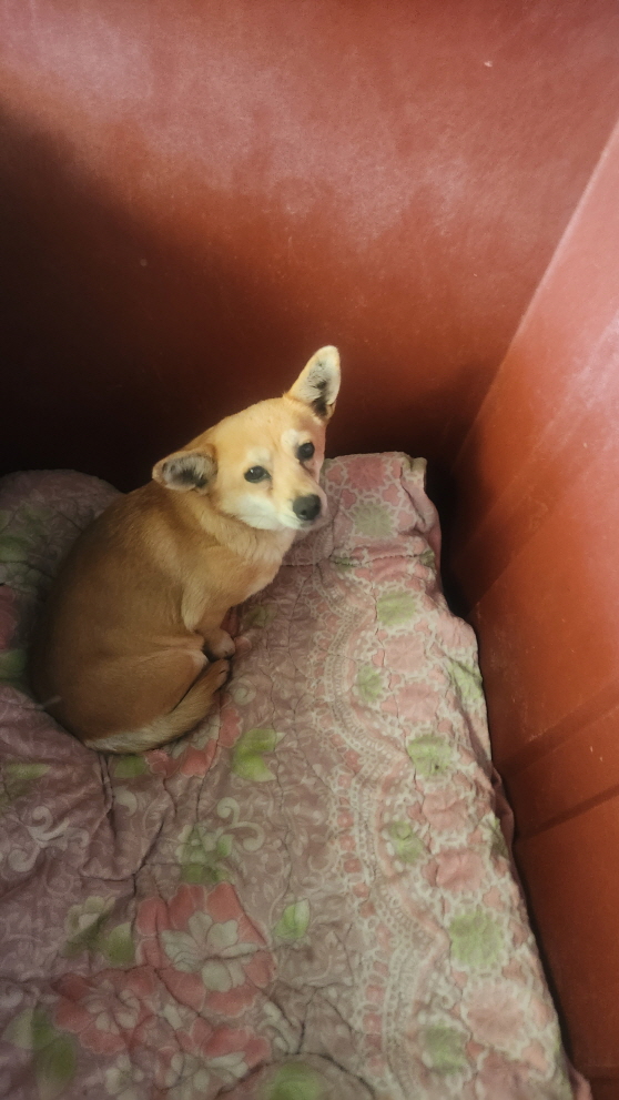 익산유기동물보호소_445468202500083