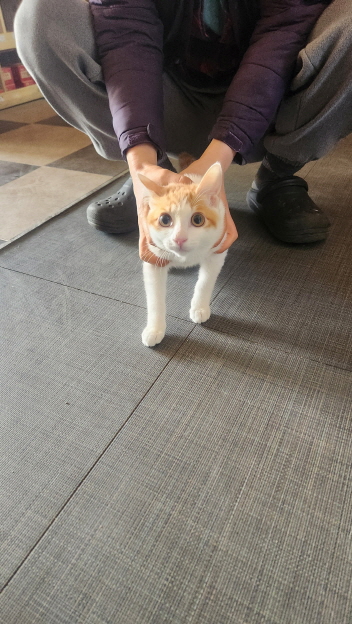 익산유기동물보호소_445468202500085