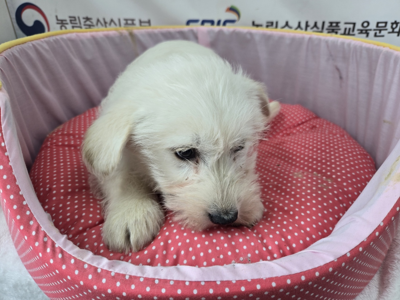 홍천군유기동물보호소_442425202500006
